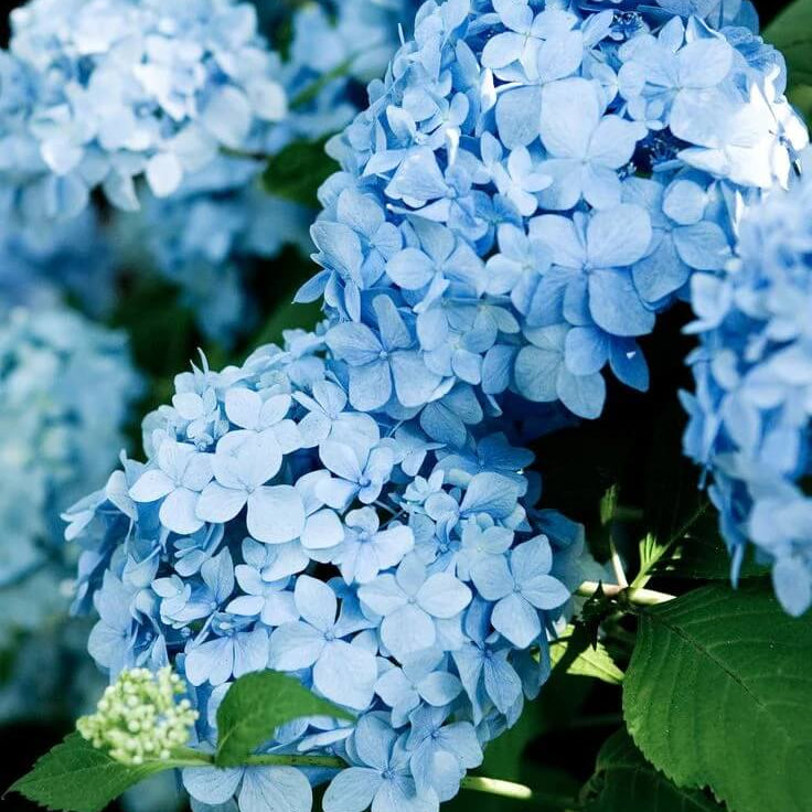 Geranium Seeds - Sky Blue