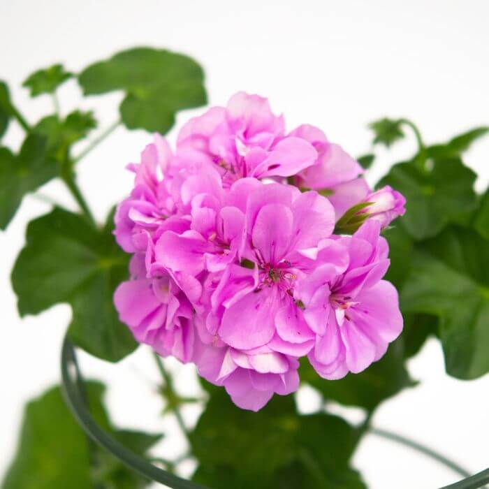 Geranium Seeds - Violet Pink 