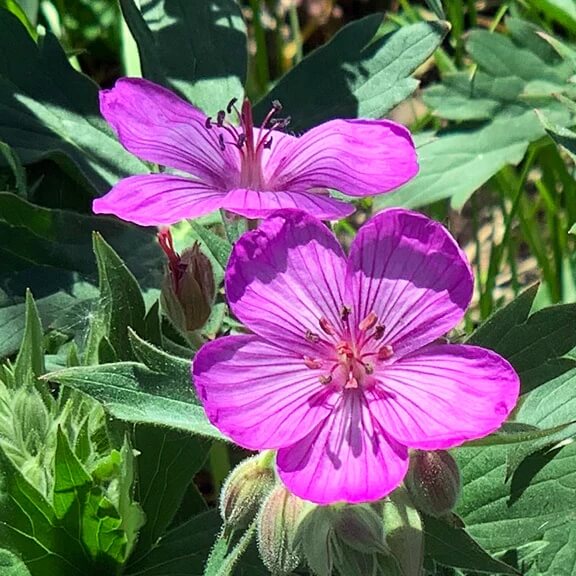 Geranium Seeds - viscosissimum 