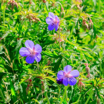 Geranium Seeds - Meadow Cranesbill 