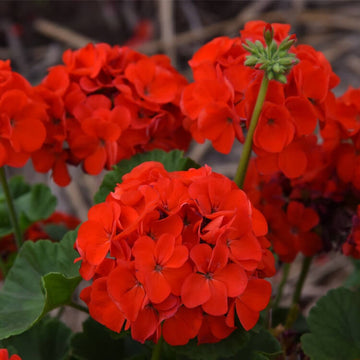 Geranium Seeds - Orange Red