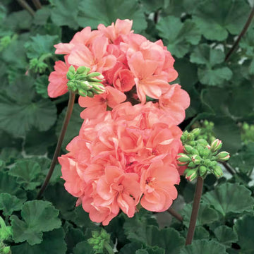 Geranium Seeds - Salmon Pelargonium Peltatum