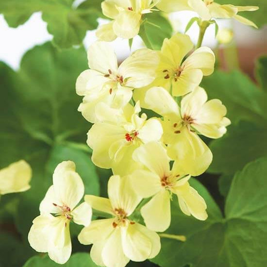 Geranium Seeds - Green Univalve 