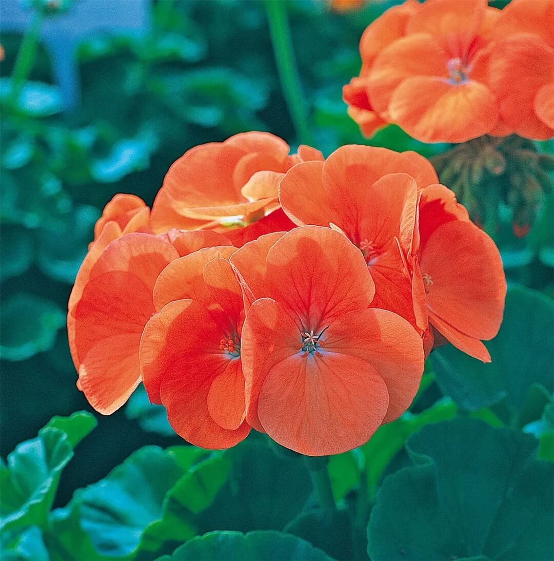 Geranium Seeds - Orange Maverick