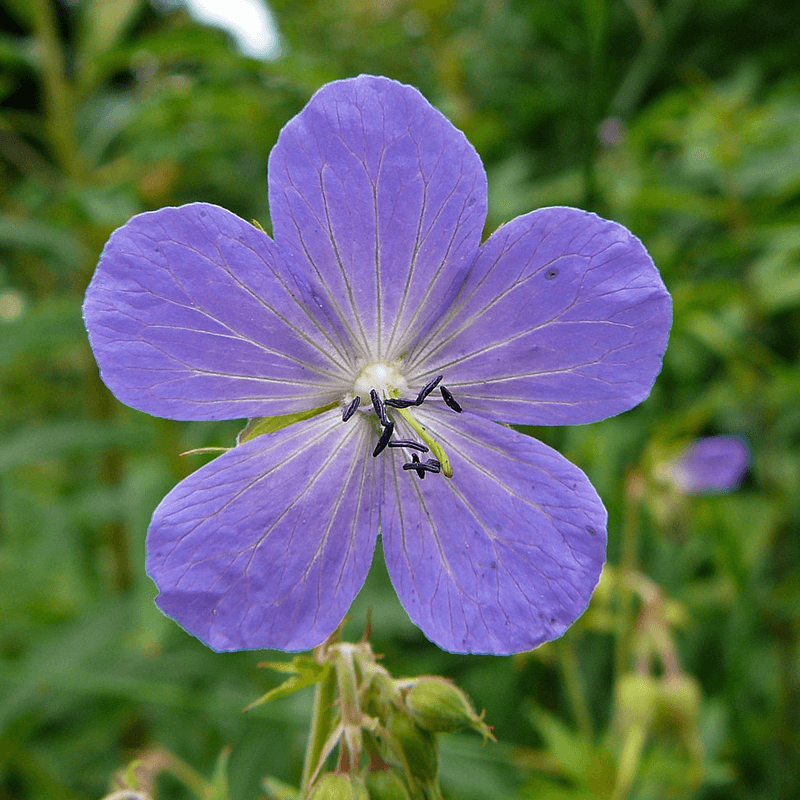 Geranium Seeds - Meadow Cranesbill 