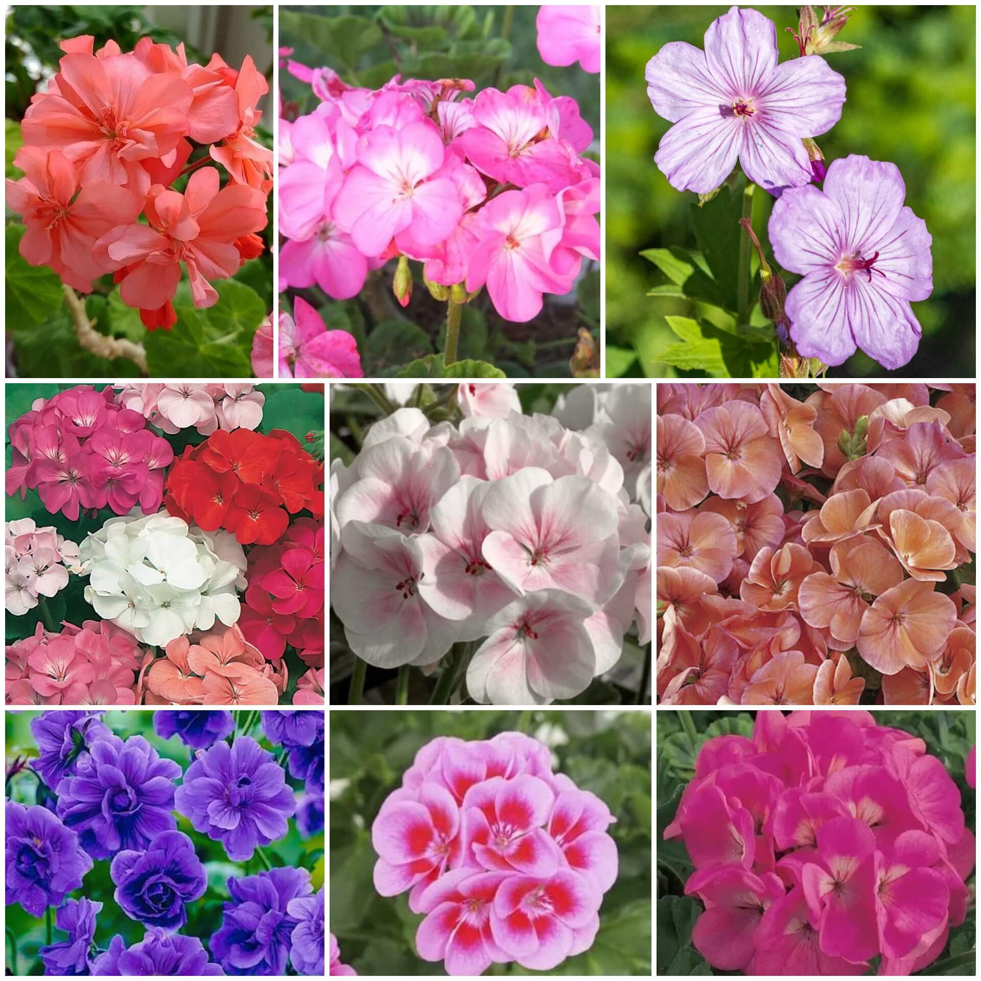 Geranium Seeds | Vibrant Garden Flower Seeds for Planting