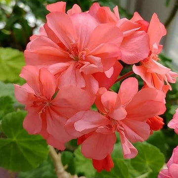 Geranium Seeds - All In One For Home Gardens