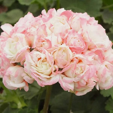 Geranium Seeds - Apple Blossom Light Pink