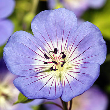 Geranium Seeds - Blue Flores