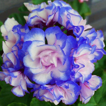 Geranium Seeds - Blue & Light Pink