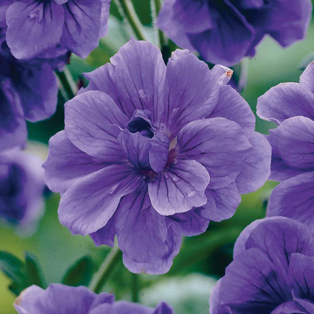 Geranium Seeds - Blue Univalve