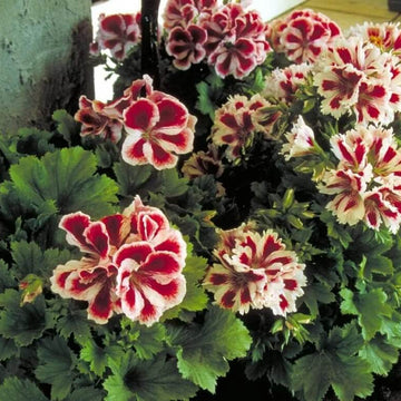 Geranium Seeds - Brown-Purple