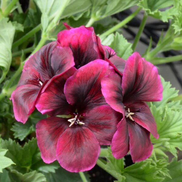 Geranium Seeds - Chocolate