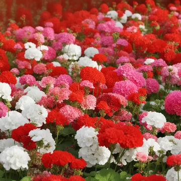 Geranium Seeds - Climbing Mixed