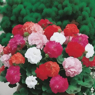 Geranium Seeds - Climbing Mixed