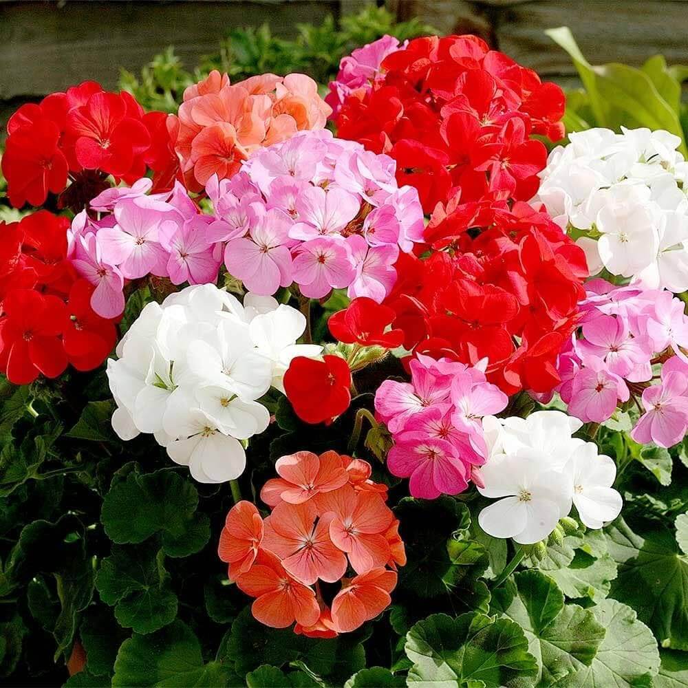 Geranium Seeds - Climbing Mixed