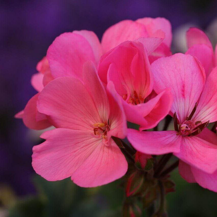 Geranium Seeds - Dark Pink