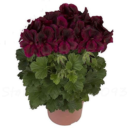 Geranium Seeds - Dark Pink Black