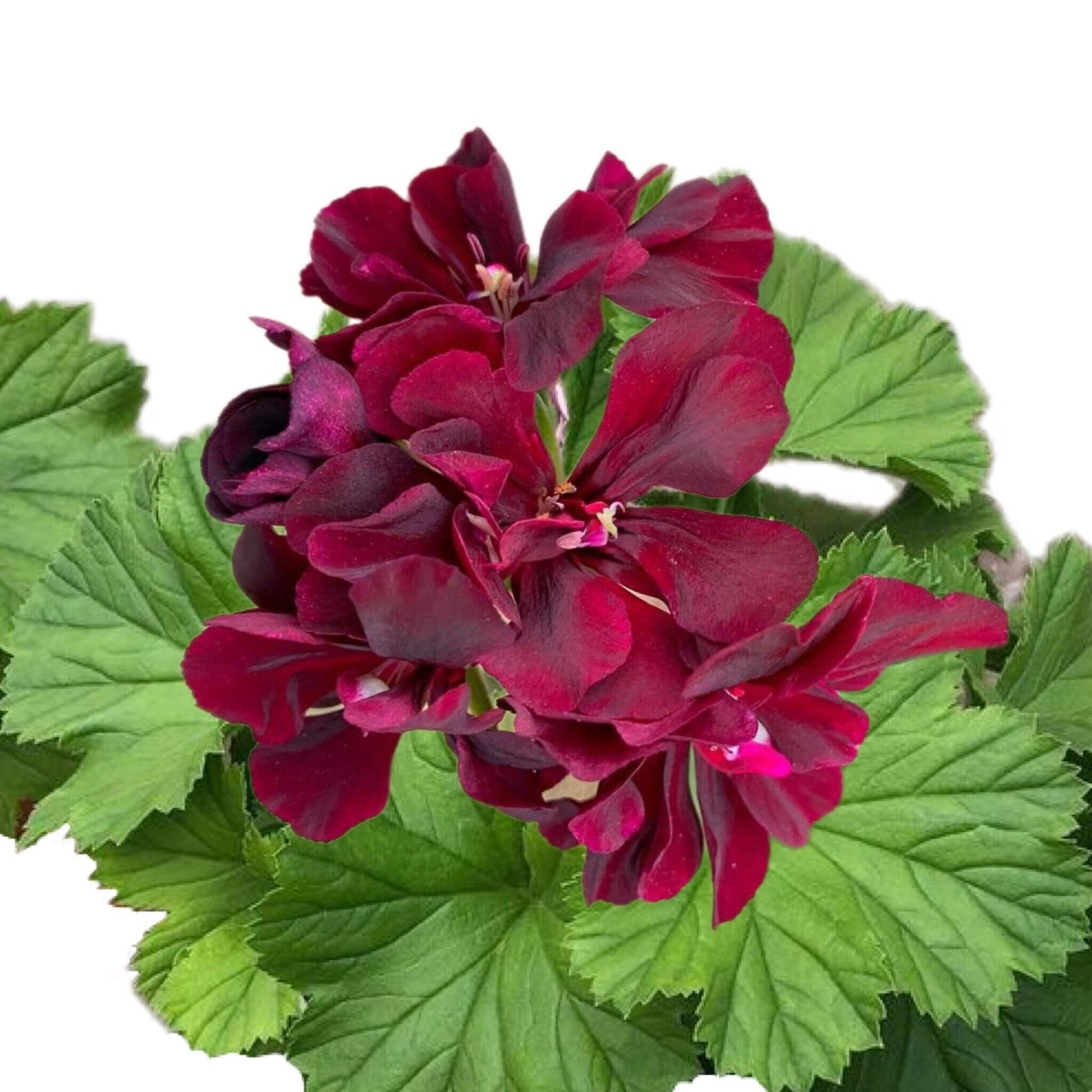 Geranium Seeds - Dark Pink Black