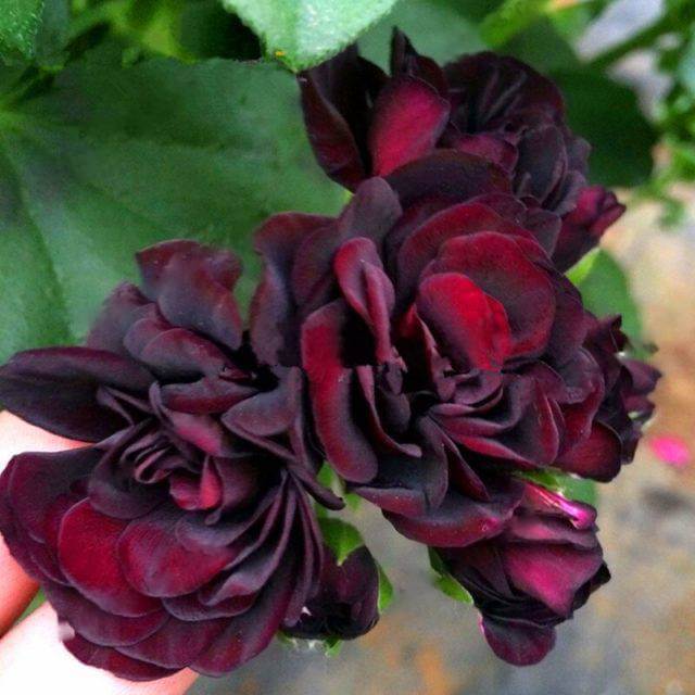 Geranium Seeds - Dark Pink Black