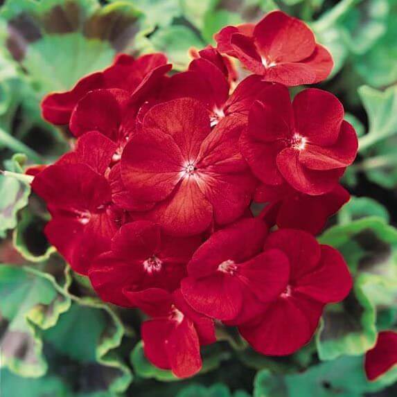 Geranium Seeds - Deep Red