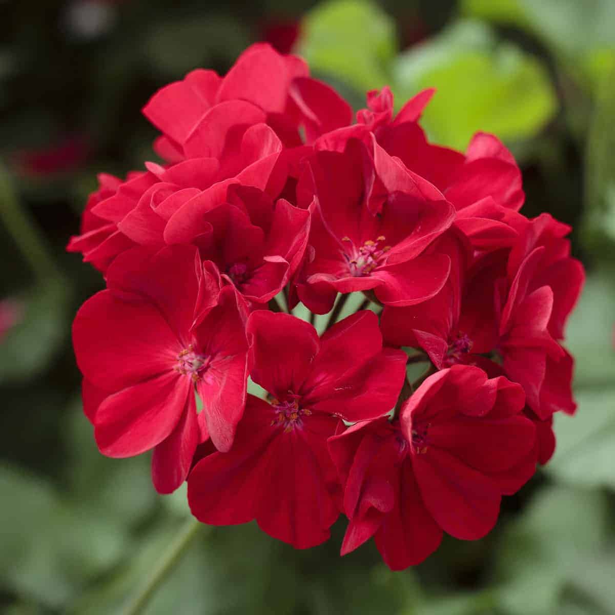 Geranium Seeds - Deep Red