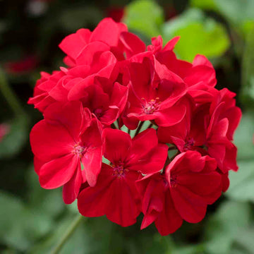 Geranium Seeds - Deep Red