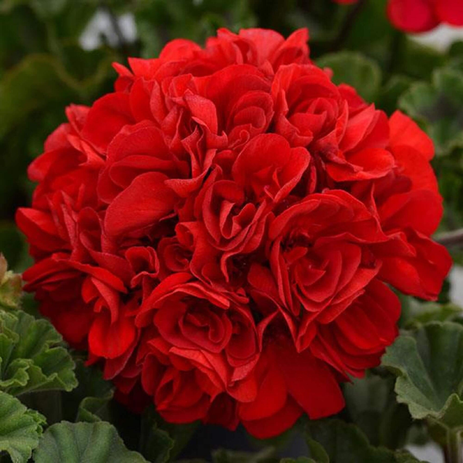 Geranium Seeds - Deep Red
