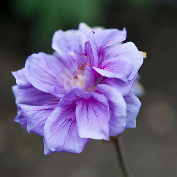 Geranium Seeds - Double Purple

