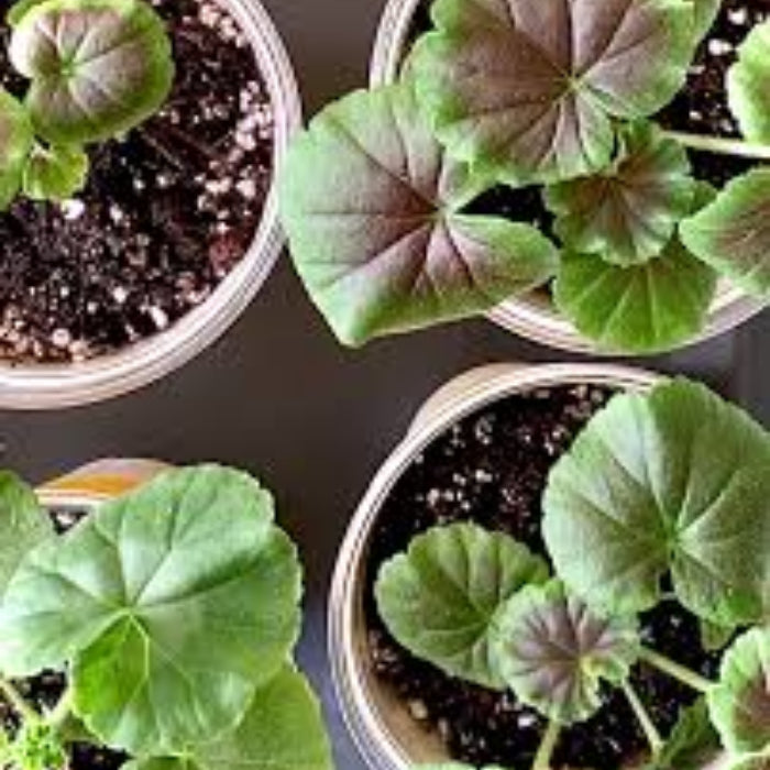 Geranium Seeds - Green & Brown