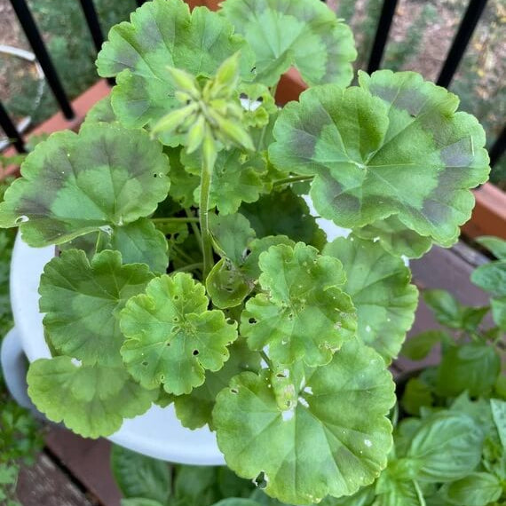 Geranium Seeds - Green & Brown