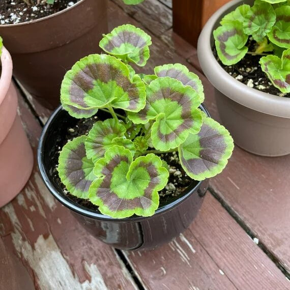 Geranium Seeds - Green & Brown