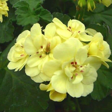 Geranium Seeds - Green Univalve 