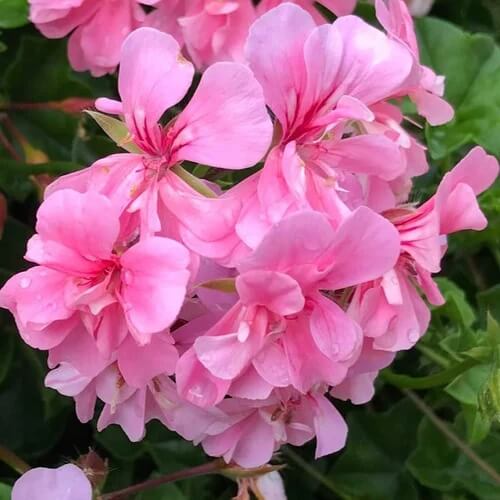 Geranium Seeds - Light Pink