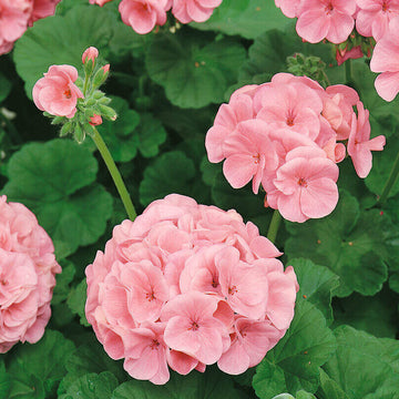 Geranium Seeds - Light Pink
