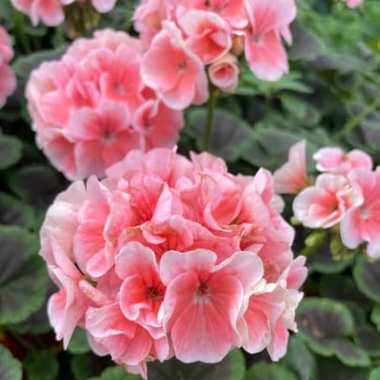 Geranium Seeds - Light Pink
