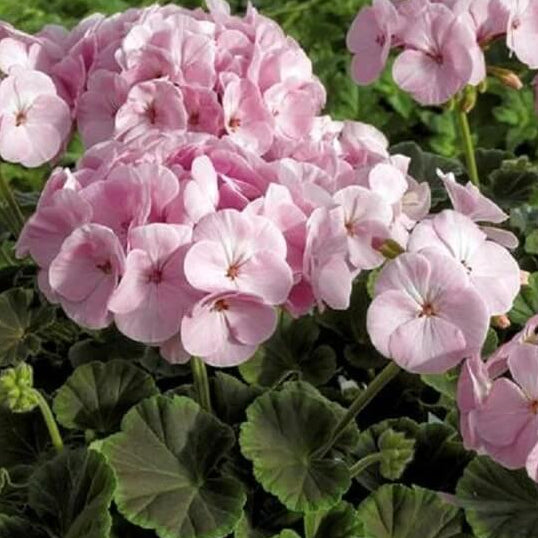 Geranium Seeds - Light Pink Univalve