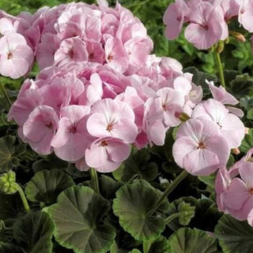 Geranium Seeds - Light Pink Univalve