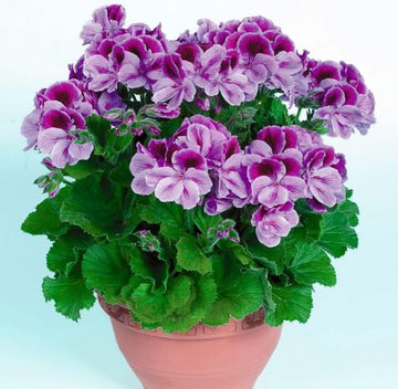 Geranium Seeds - Light Violet Red