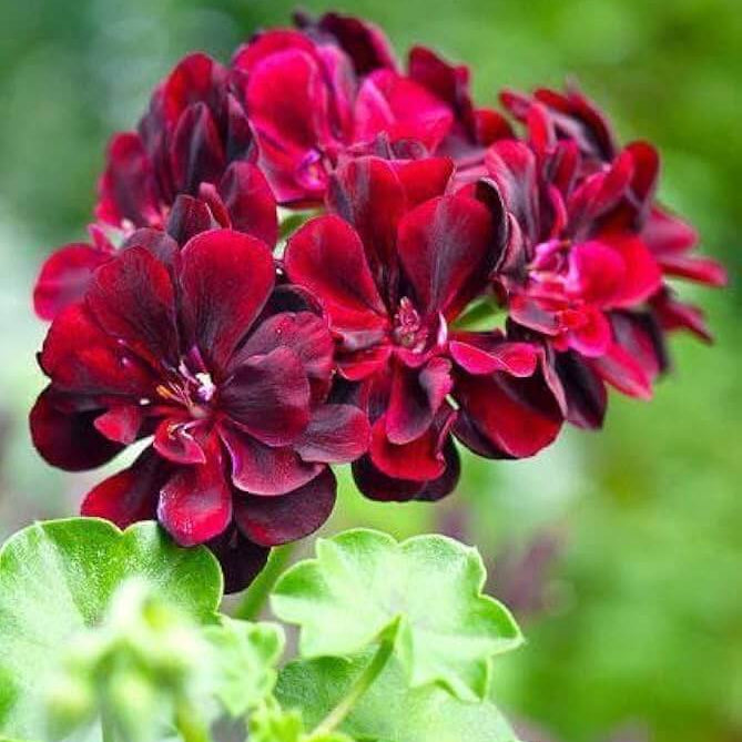 Geranium Seeds - Maroon & Red