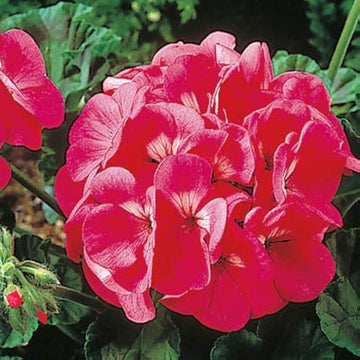 Geranium Seeds - Maverick Pink
