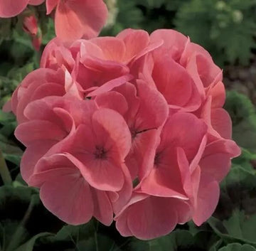 Geranium Seeds - Maverick Salmon