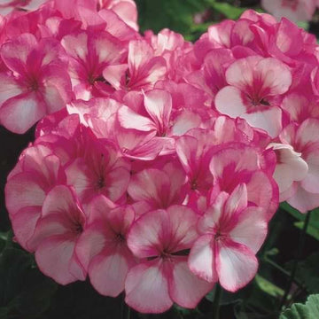 Geranium Seeds - Maverick Star