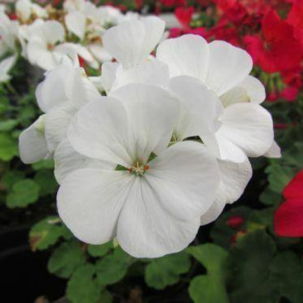 Geranium Seeds - Maverick White