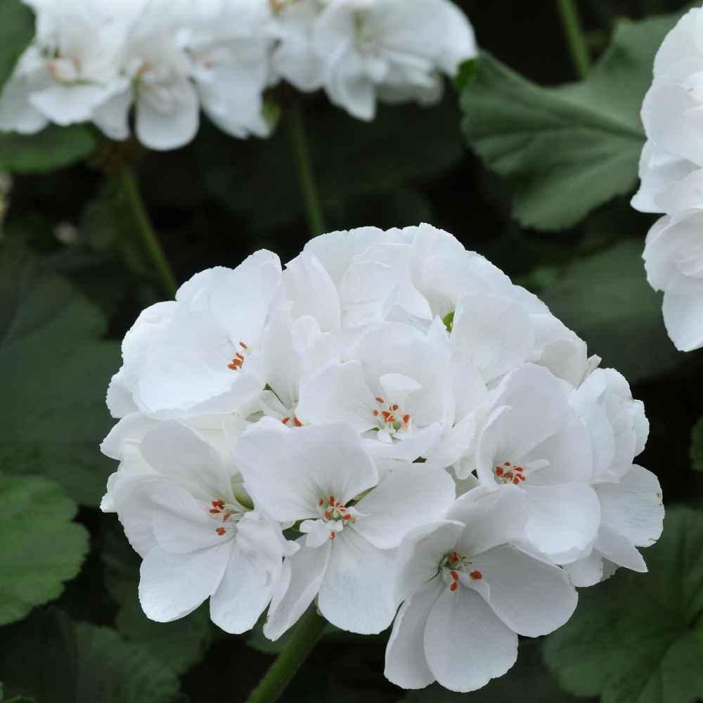 Geranium Seeds - Maverick White