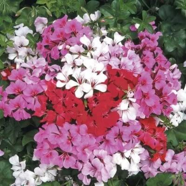 Geranium Seeds - Mixed Ivy