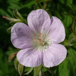 Geranium Seeds - Nepalense