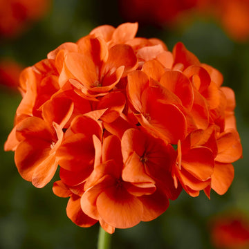 Geranium Seeds - Orange Maverick
