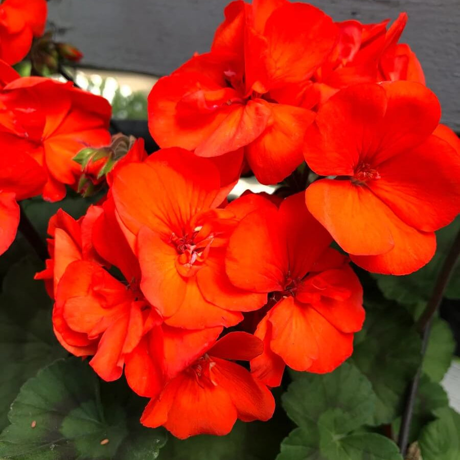 Geranium Seeds - Orange Mix