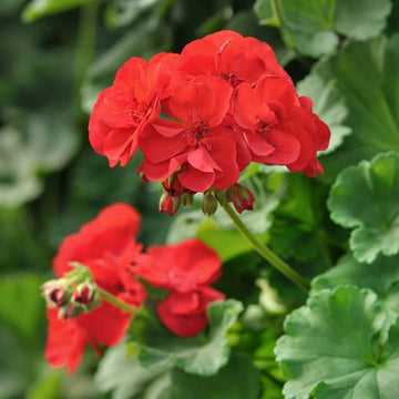 Geranium Seeds - Orange Red
